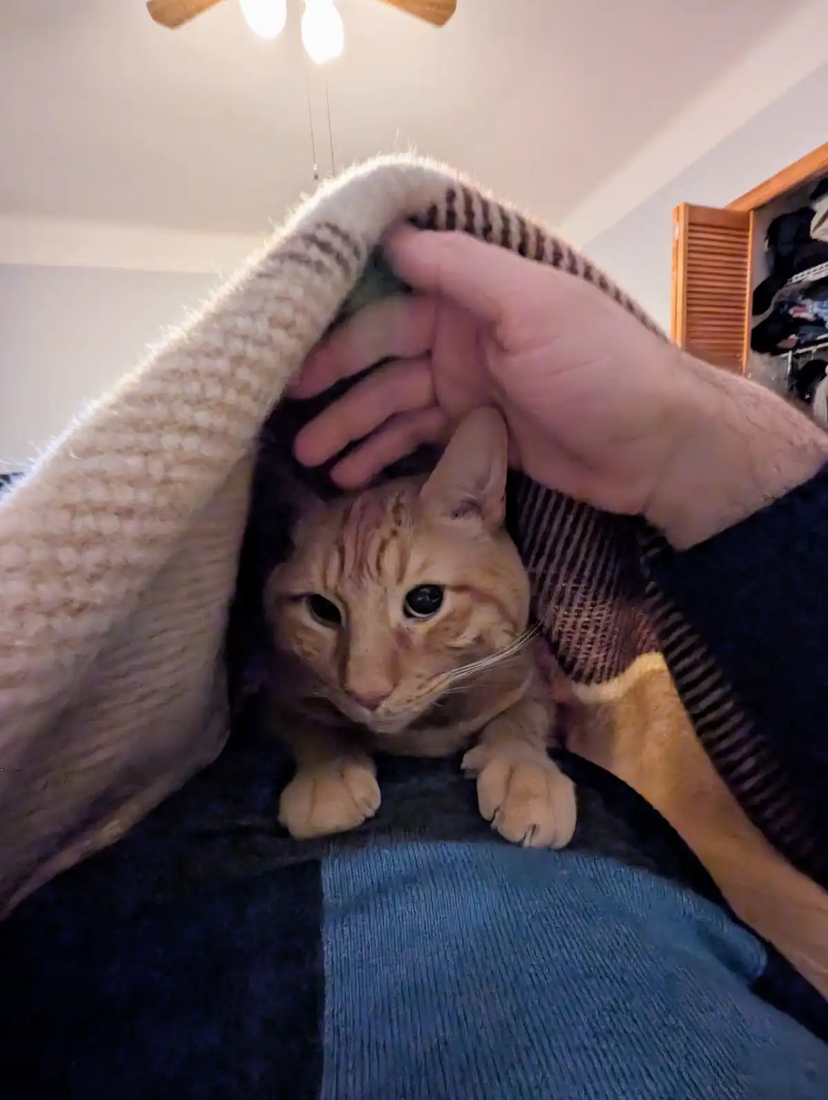 A person holds a blanket over their head and a ginger cat's head, leaving only the cat's face visible. The cat has a…