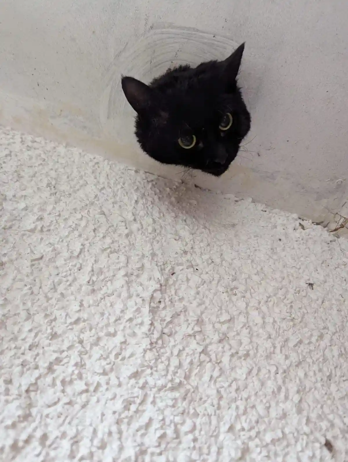 A black cat with yellow eyes peeks out from a circular hole in a white textured wall, looking down at the viewer with a…