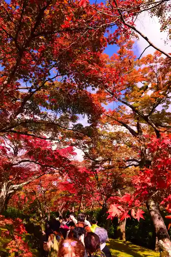 A vibrant photo shows a crowded path under a canopy of bright red maple trees in autumn, with many tourists visible from…