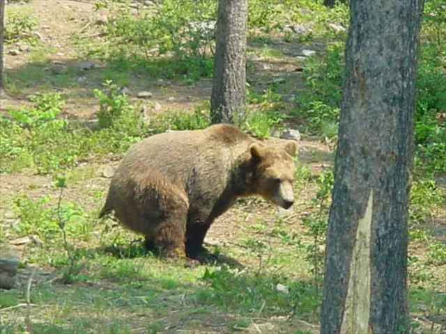 A brown bear is captured walking away from the camera through a forested area with trees and green undergrowth. The bear is…