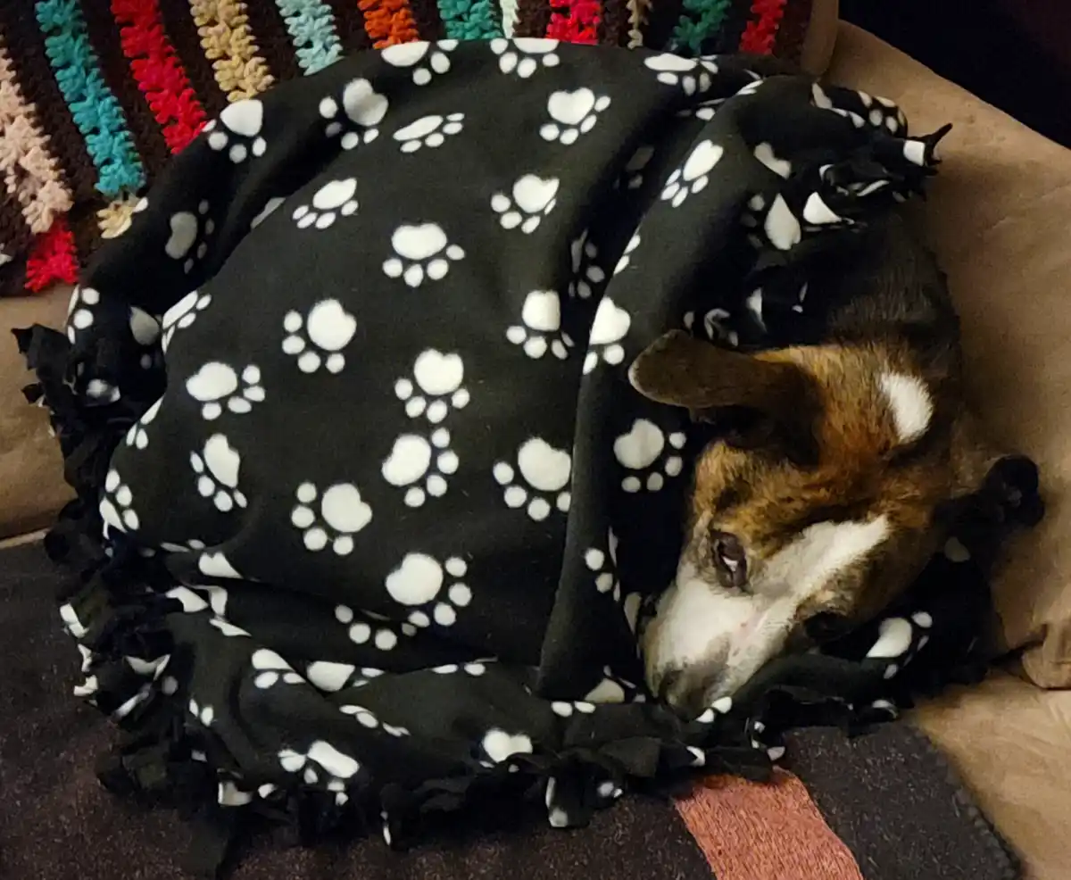 Roscoe Snuggled Up Under His Cozy New Blankets