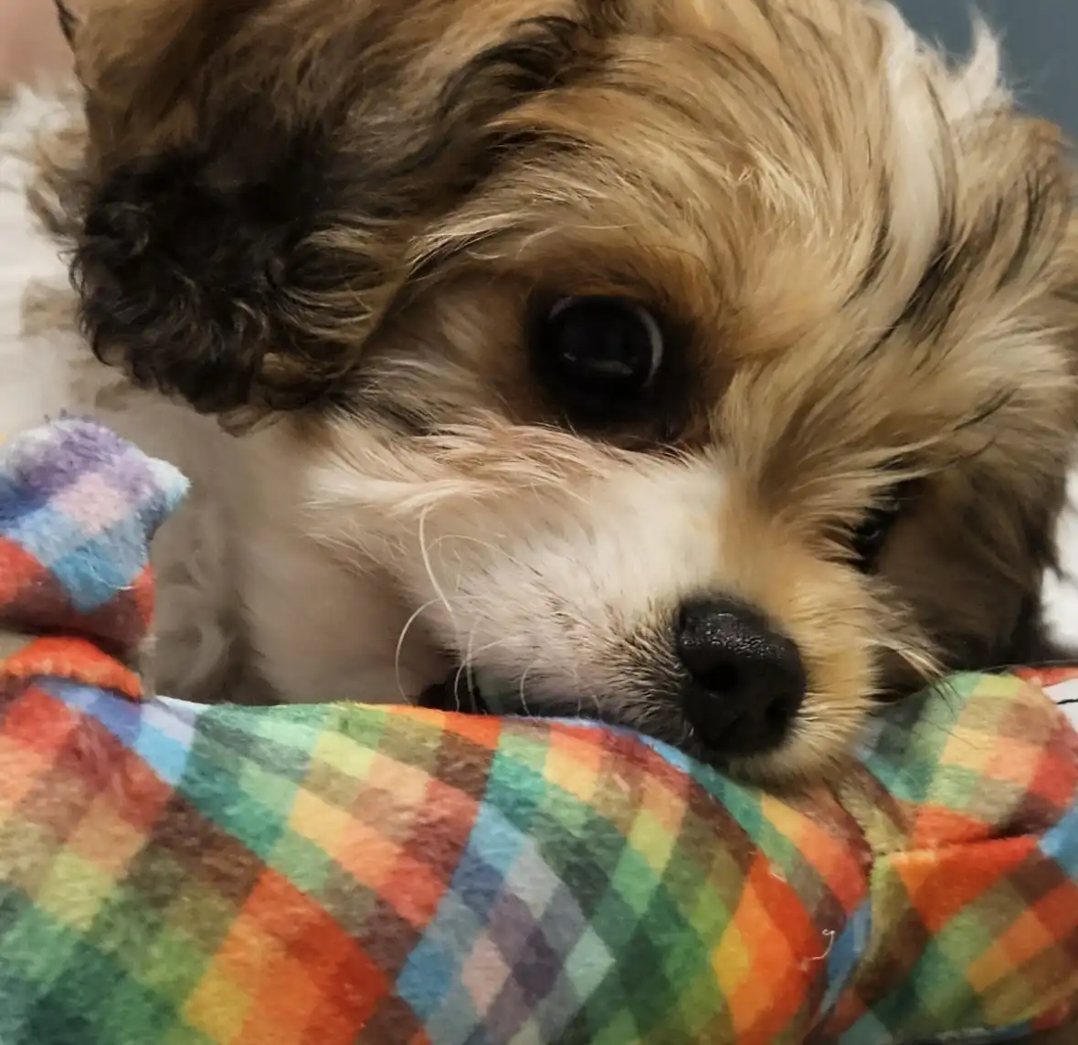A close-up photo of a small, fluffy brown and white dog with large, sad-looking eyes resting its head on a colorful plaid…
