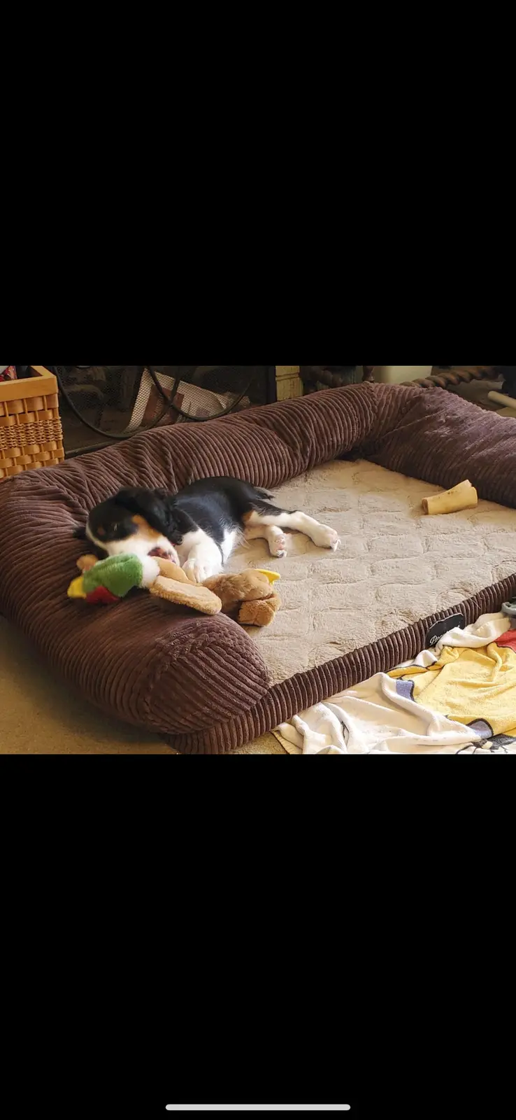 A black, white, and tan puppy is lying on its side on a large brown corduroy dog bed, appearing to be asleep or resting…