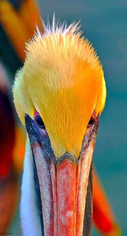 A close-up photograph of a pelican's head, showcasing its bright yellow-orange crest feathers, dark eyes, and large orange…