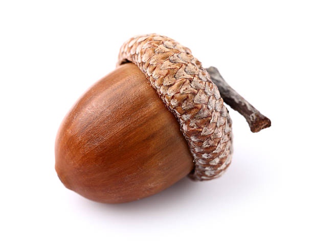 A single acorn with a textured cap and stem is photographed against a plain white background. Overlaid text reads 'i'm not a…