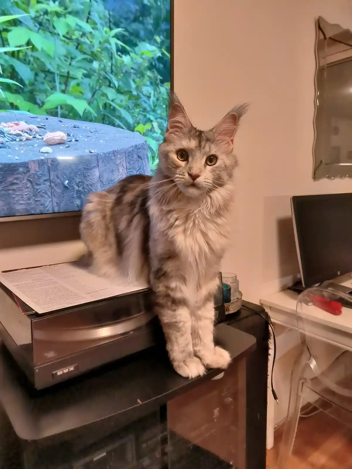 A fluffy, long-haired tabby cat with wide, startled eyes and slightly raised ears sits upright on a black electronic device…