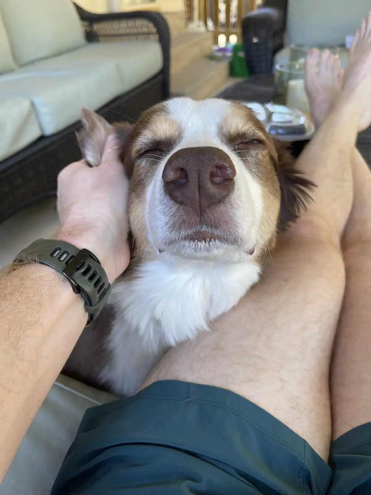 A person is lounging with their legs up, petting a brown and white dog that is blissfully sleeping with its eyes shut and…