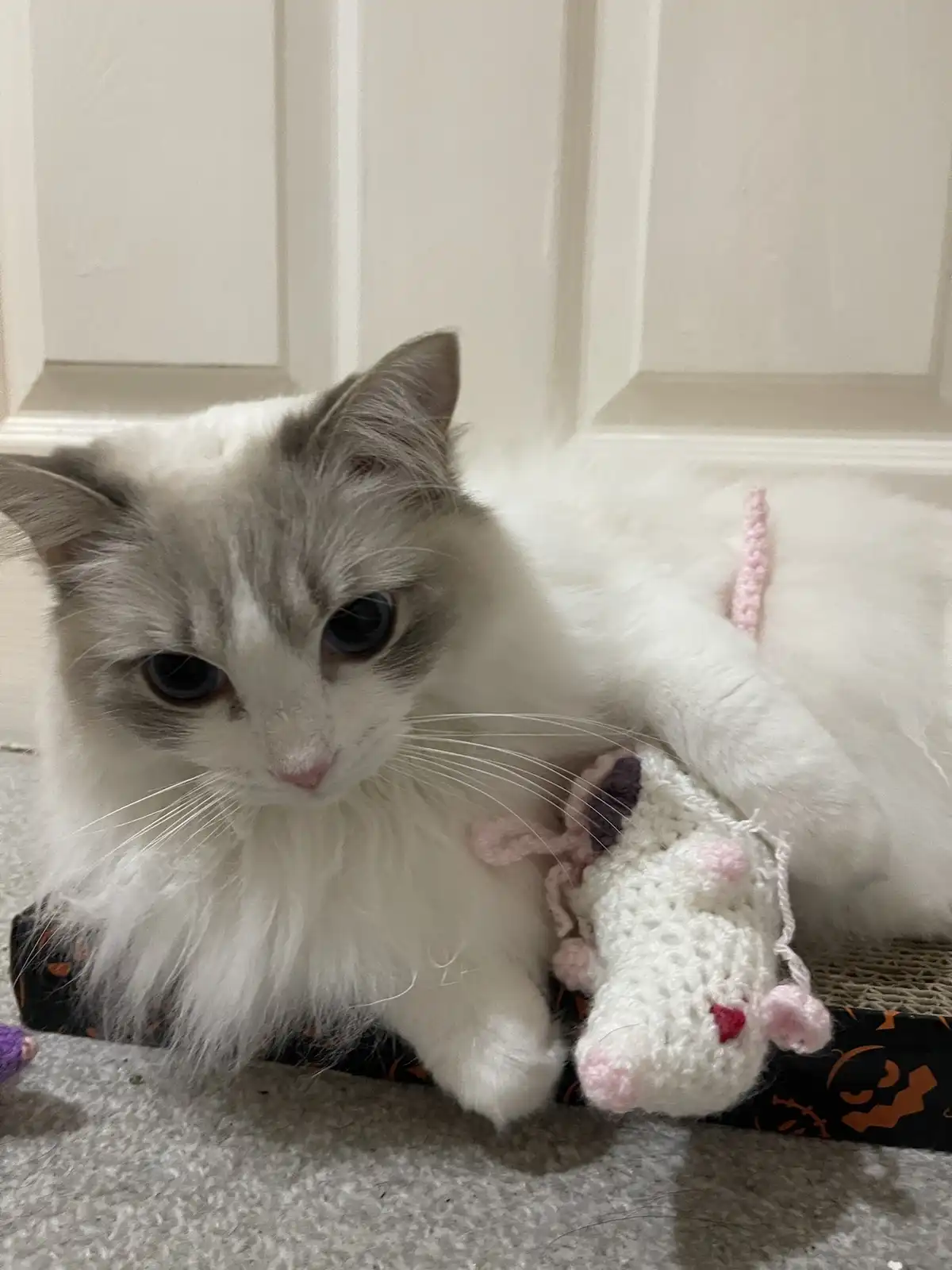 Adventures with Twinkie Tony: A Catnip-Fueled Playdate