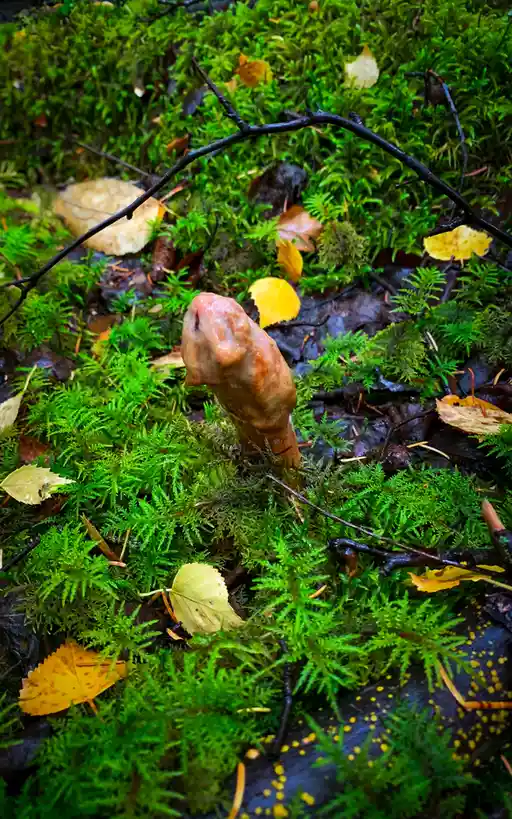 A close-up photo shows a pale, fleshy, sausage-shaped fungus growing upright from a bed of vibrant green moss, surrounded by…