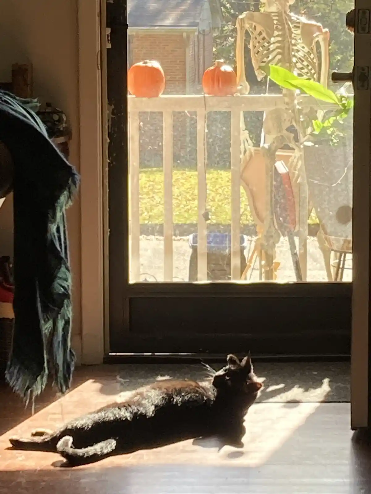 A black cat lies relaxed in a sunbeam on a tiled floor indoors, looking out through a glass door. Outside, on a porch…