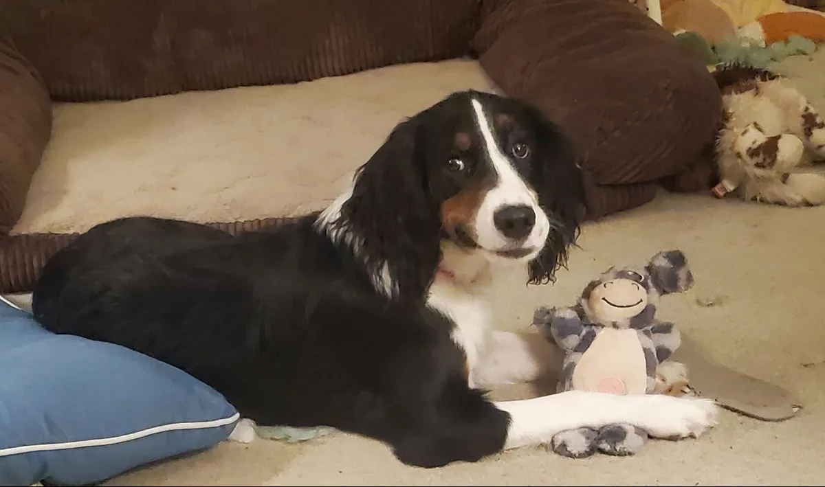 A black, white, and tan dog with long floppy ears lies on a carpeted floor next to a plush toy, looking directly at the…