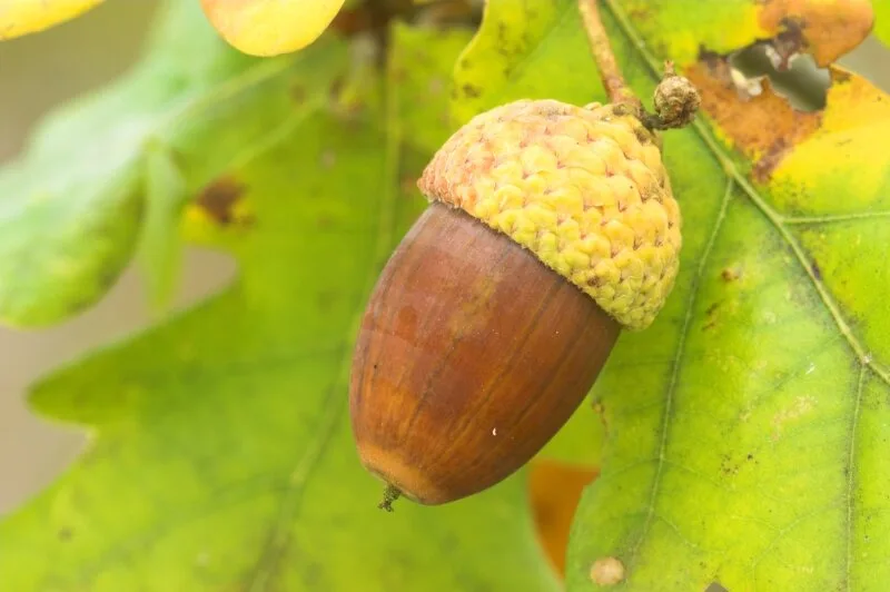 A close-up photograph of a single acorn with a brown nut and textured yellowish cap, hanging from a branch against a…
