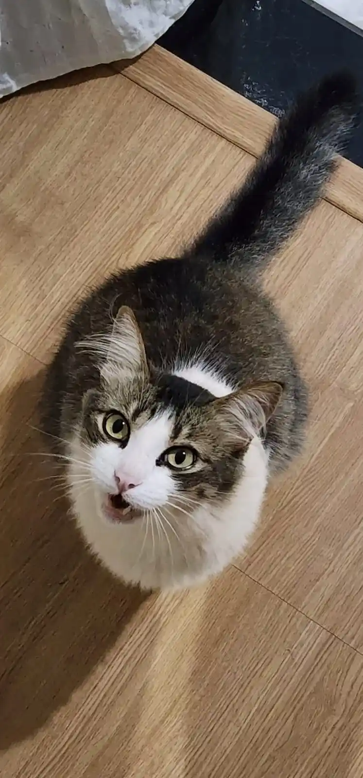 A close-up photo of a tabby and white cat sitting on a wooden floor, looking up with wide, surprised eyes and its mouth…