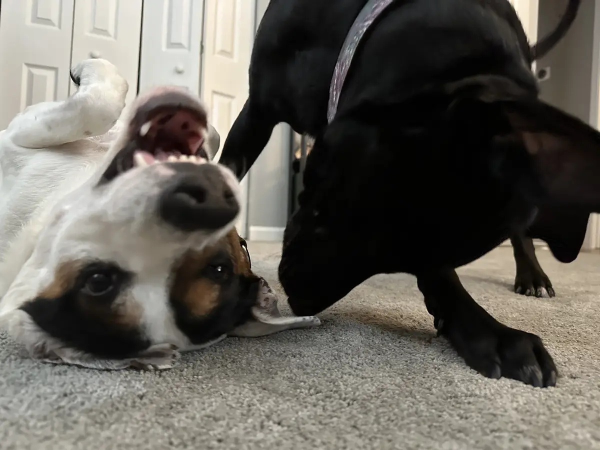 A white and brown dog lies on its back on a carpeted floor with its mouth wide open, appearing to be playfully growling or…