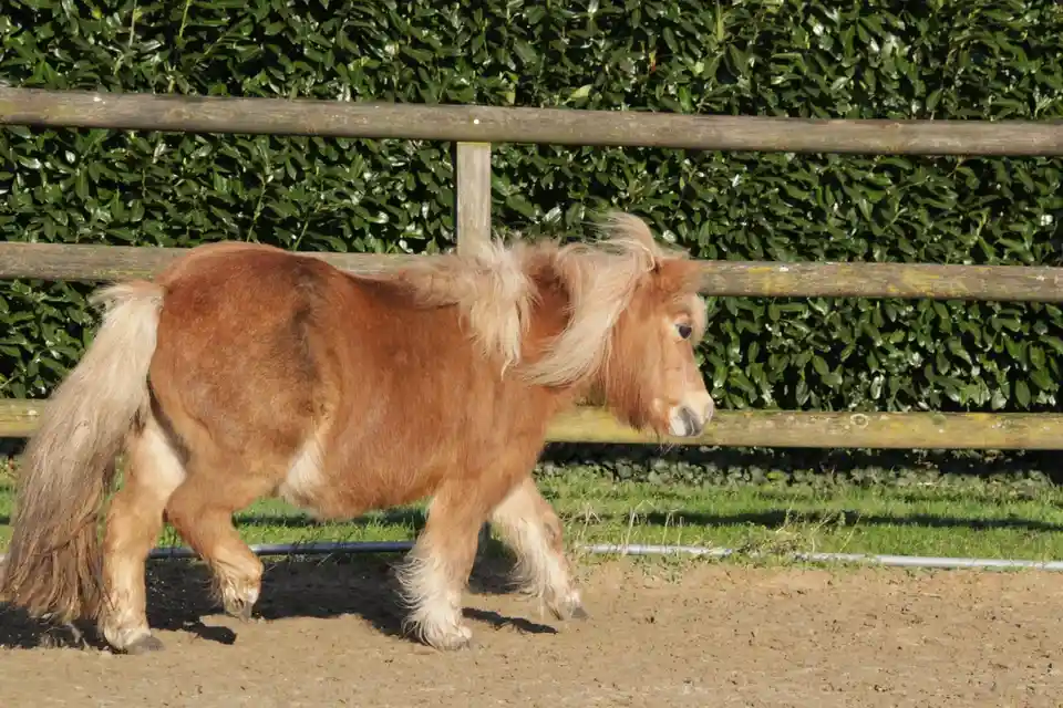 A small, shaggy, light brown pony with a long mane and tail walks slowly in profile across a dirt path, behind a wooden…