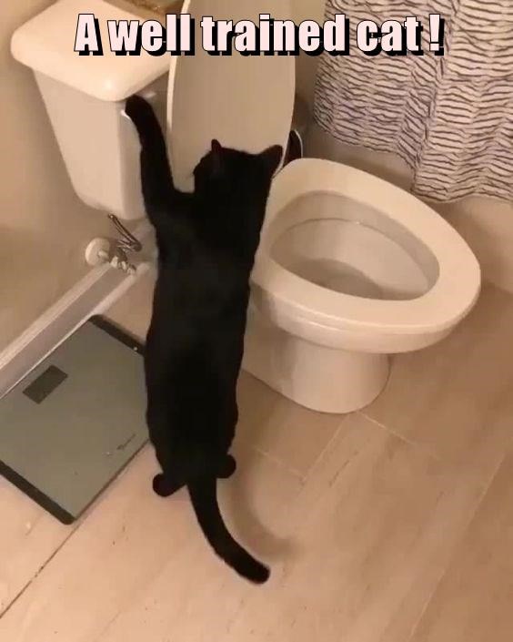 A black cat stands on its hind legs on a bathroom floor, reaching up with its front paws to hold the lid of a white toilet…