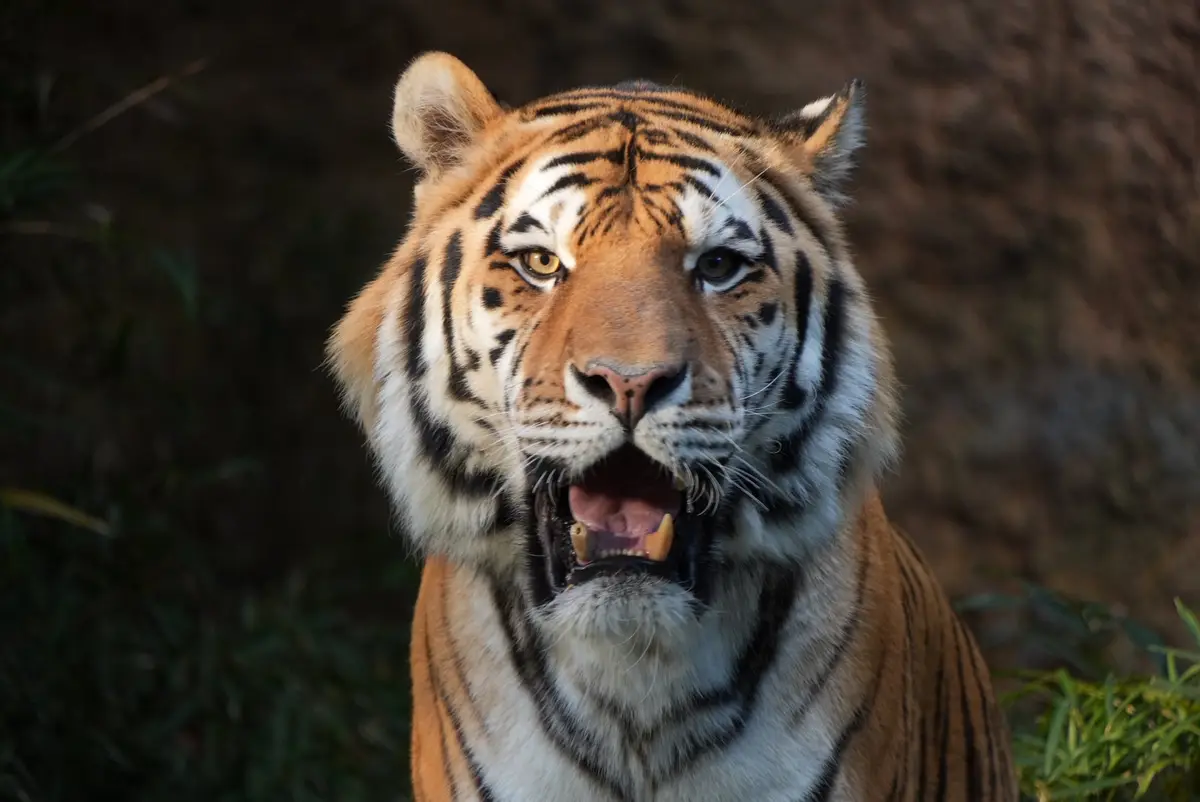 A close-up photograph of a tiger with its mouth open, showing teeth and tongue, staring intensely forward. The tiger has…