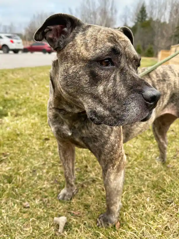 A close-up photo of a brindle-coated dog standing on grass, looking off to the side with a serious expression. The dog has a…