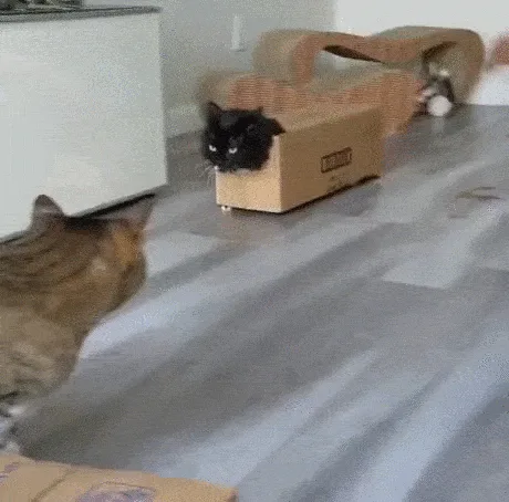 My Love for Boxes is So Strong, I Became One!