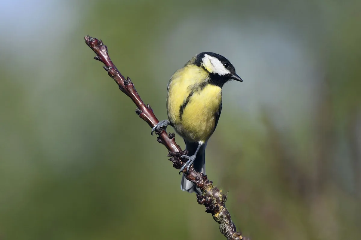 A yellow and black bird, likely a great tit, perches on a bare, reddish-brown twig against a blurred green and blue…