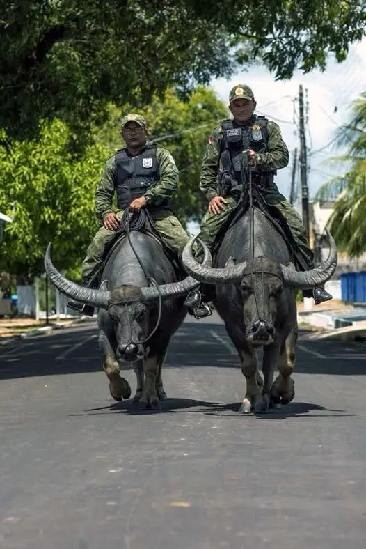 Two men in military-style uniforms and tactical vests are riding large water buffalo down a paved road lined with trees. The…