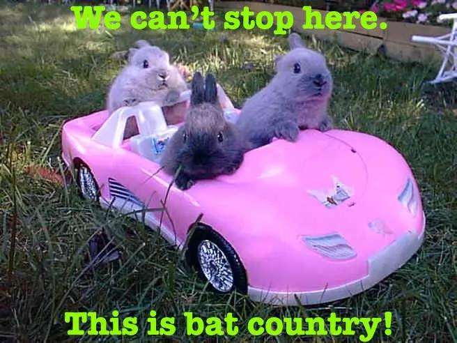 Three small rabbits are sitting in a pink toy car parked on grass. The text overlaid in green reads 'We can't stop here.' at…