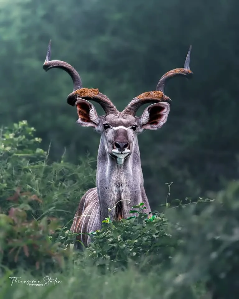 A close-up photograph of a male kudu antelope with large, spiraling horns and a white facial marking, standing alert in…