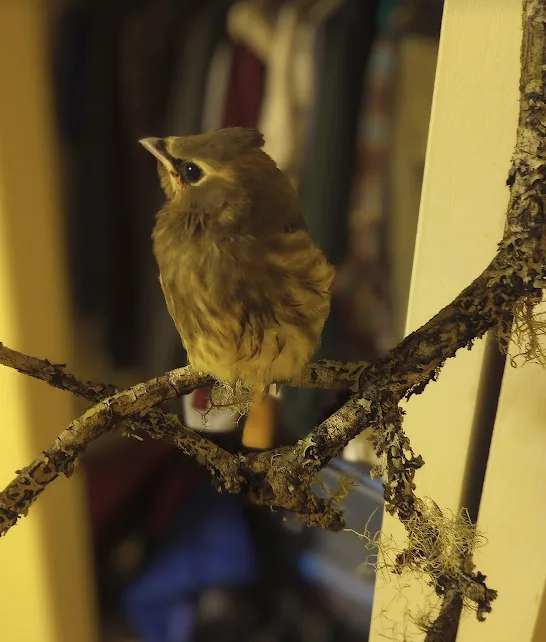 A small, brown bird with a slightly open beak sits perched on a mossy, textured branch. The background is softly blurred…