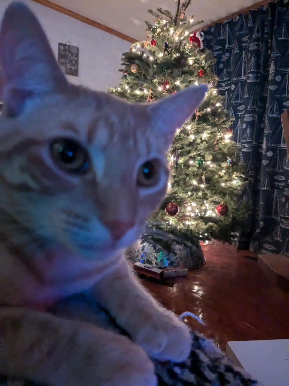 A close-up photo of a tabby cat with wide, intense eyes staring directly at the camera, positioned in front of a decorated…