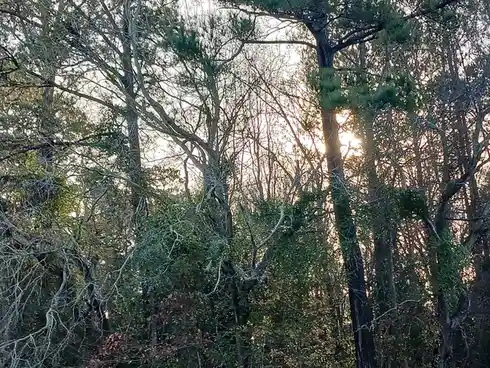 A photo of a forest with bare and leafy trees, sunlight filtering through branches, overlaid with the text 'i'm not lazy…