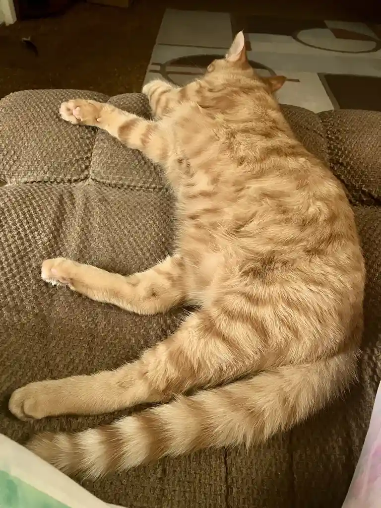 An orange tabby cat is lying on its back on a brown textured couch, stretching its front paws upward and outward with its…