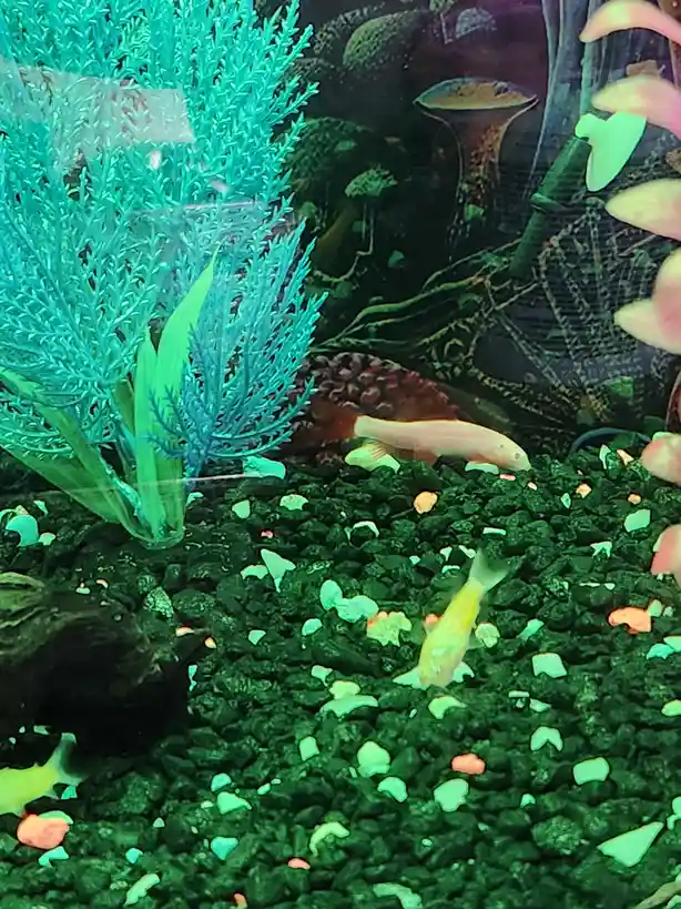 A close-up photo of a small, pale fish swimming in a brightly lit aquarium with green gravel, artificial blue-green plants…