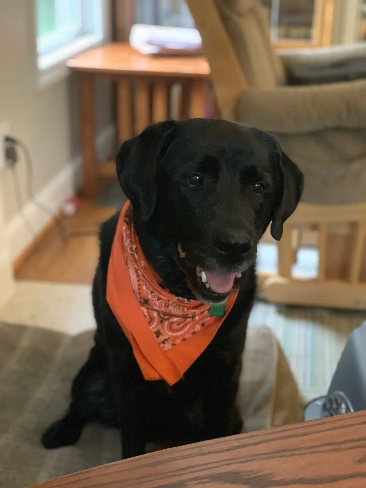 A black Labrador Retriever sits indoors on a carpeted floor, wearing an orange bandana with a white paisley pattern. The dog…