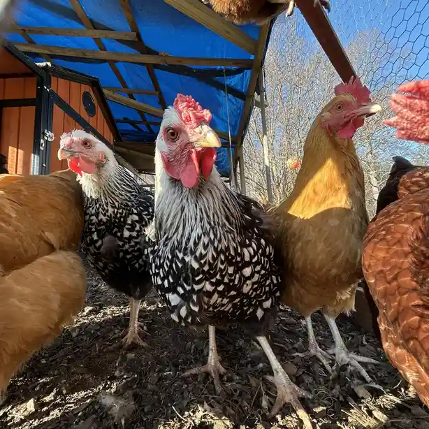A close-up photo shows several chickens in a coop under a blue tarp, with one black-and-white speckled chicken in the center…