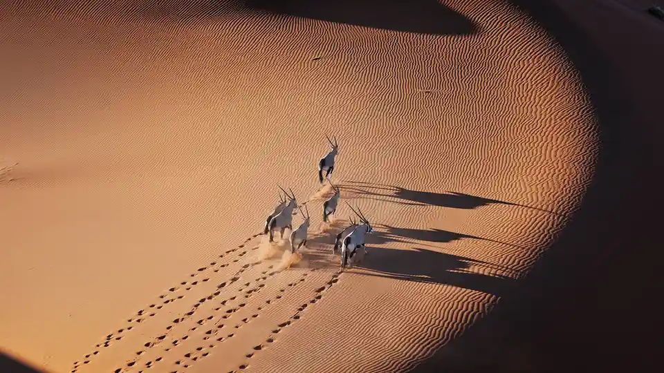 The gemsbok, a large antelope, thrives in Southern Africa's arid deserts, such as the Namib Desert. Its remarkable horns…