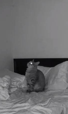 A black and white photo shows a cat sitting upright on a rumpled bed, looking upward with one eye glowing from a camera…