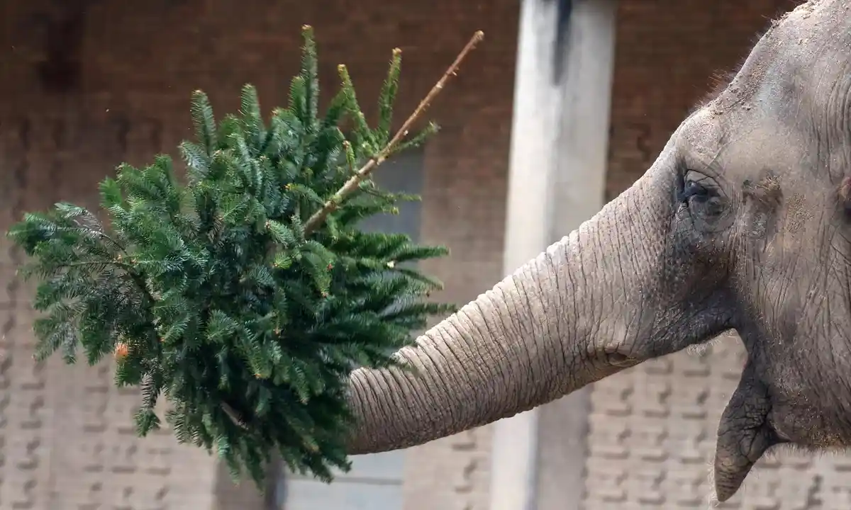 A festive fanto and a curious question.