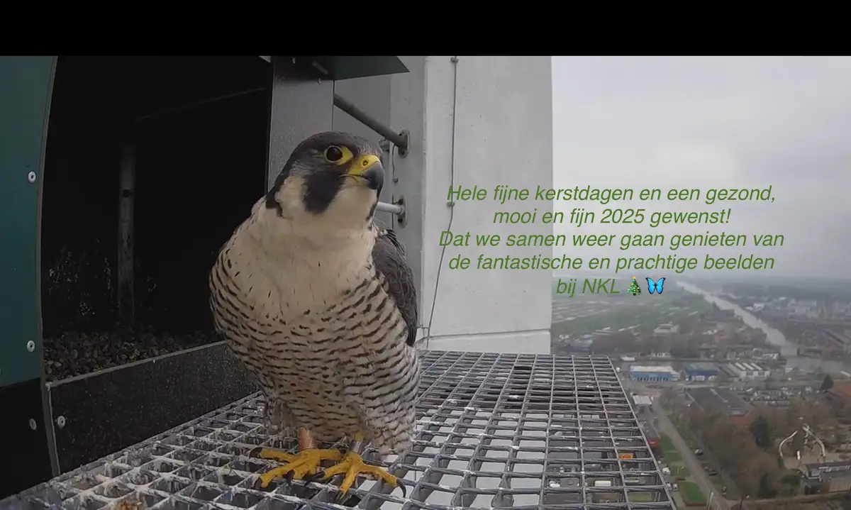 A peregrine falcon perched on a metal grate atop a building, looking toward the camera, with a cityscape visible in the…