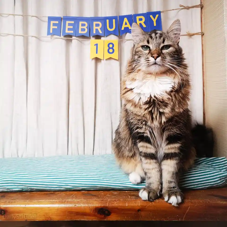 A fluffy tabby cat with green eyes sits regally on a striped cushion atop a wooden surface, looking directly at the camera…