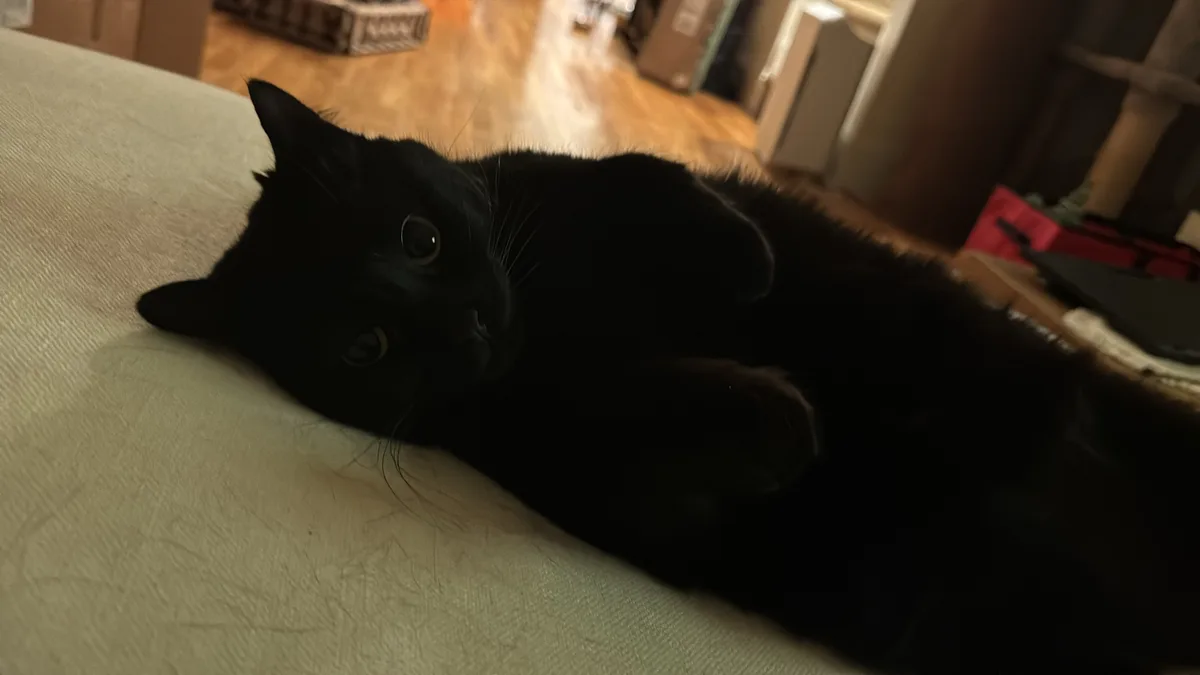 A black cat is lying on its side on a light-colored couch, looking directly at the camera with wide, slightly unimpressed…