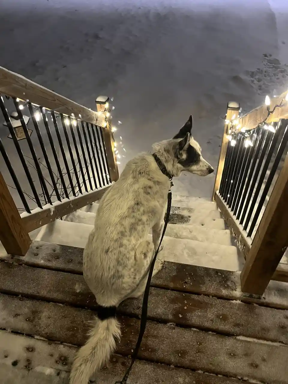 It's cake day! How does this work? Here's a picture of my dog, who's not thrilled about the cold outside.