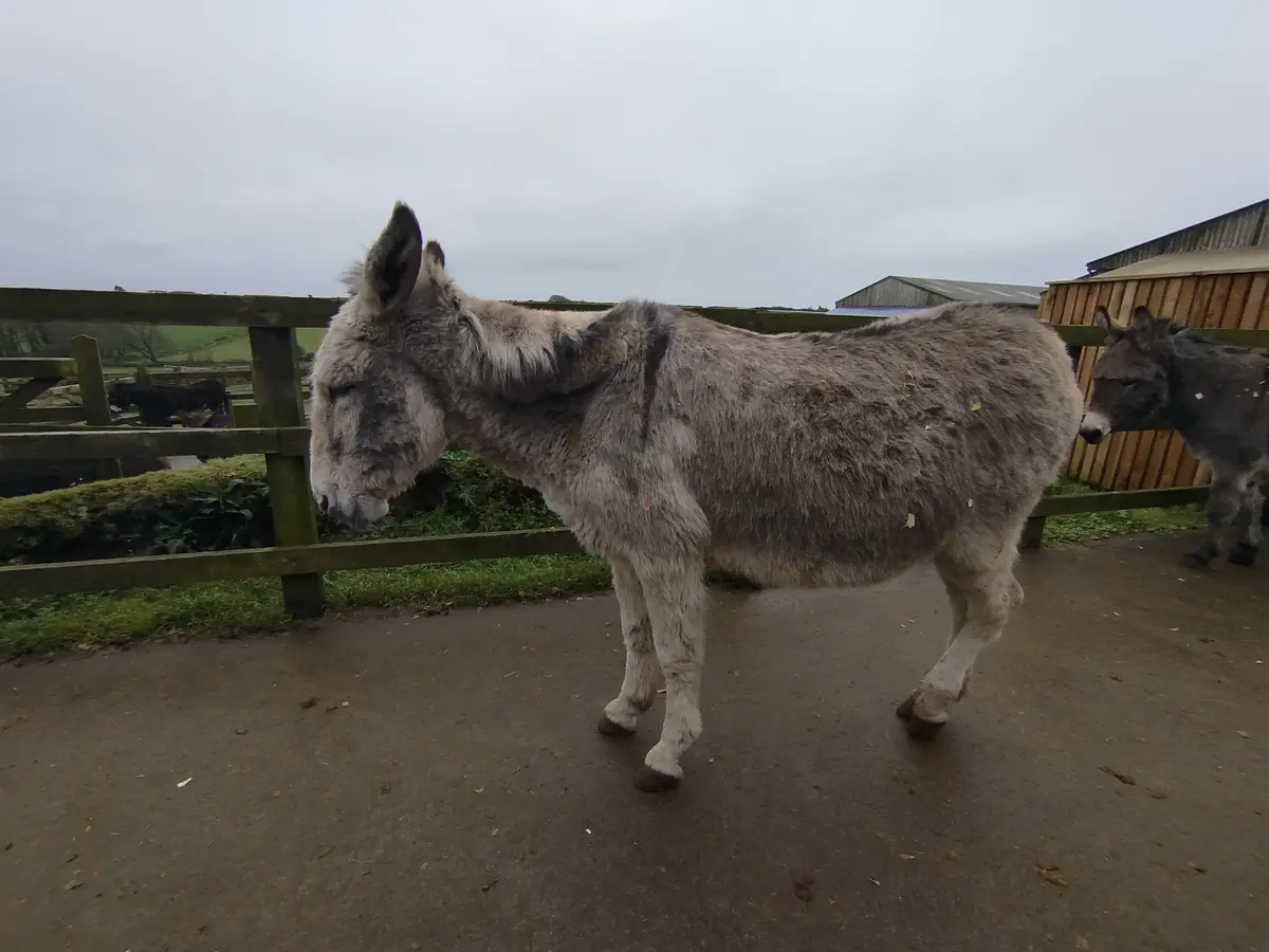 Welcome to the Donkey Sanctuary - where cuteness thrives!