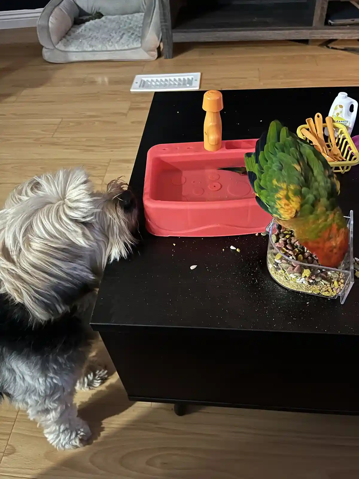 A small, fluffy dog with white and gray fur stands on a wooden floor, leaning over a black coffee table to sniff a pink…