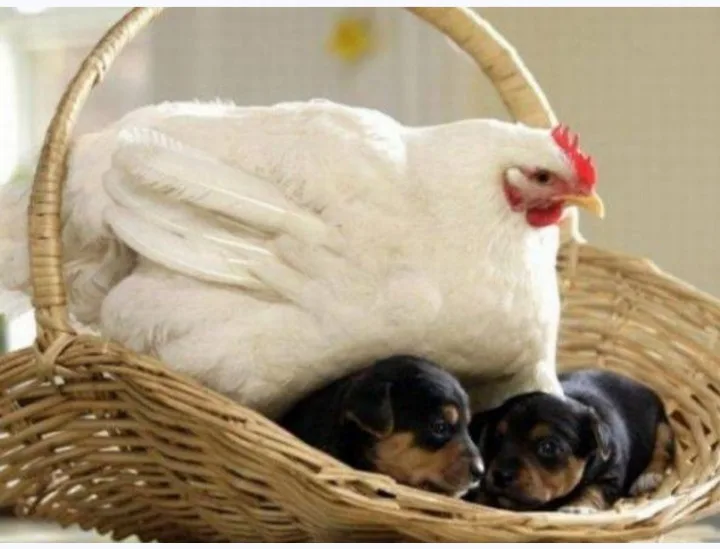 A large white chicken sits protectively over two small black and tan puppies nestled in a woven wicker basket. The chicken's…