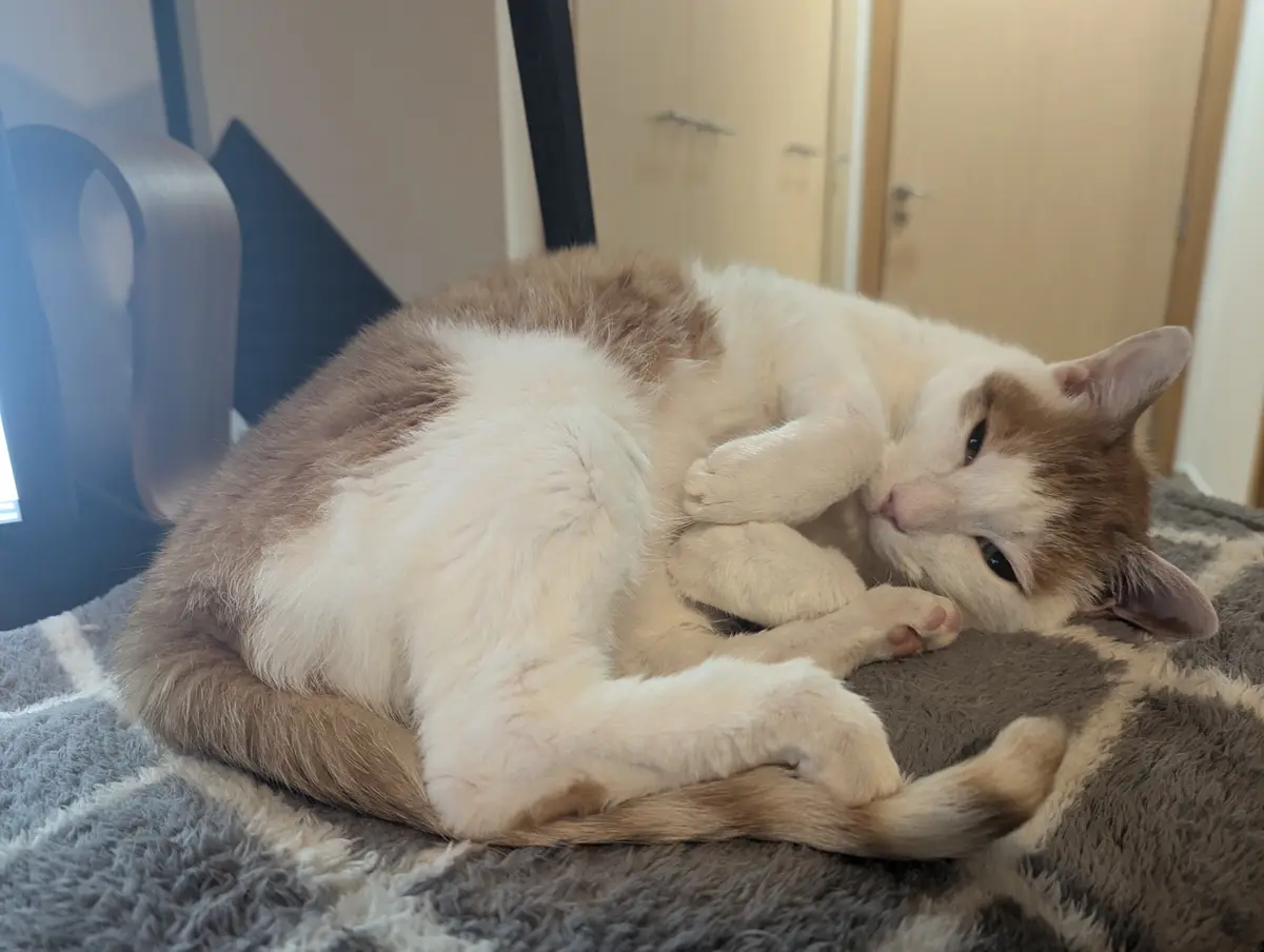 A fluffy orange and white cat is curled up on a gray and white patterned blanket, appearing to be sleeping or resting with…