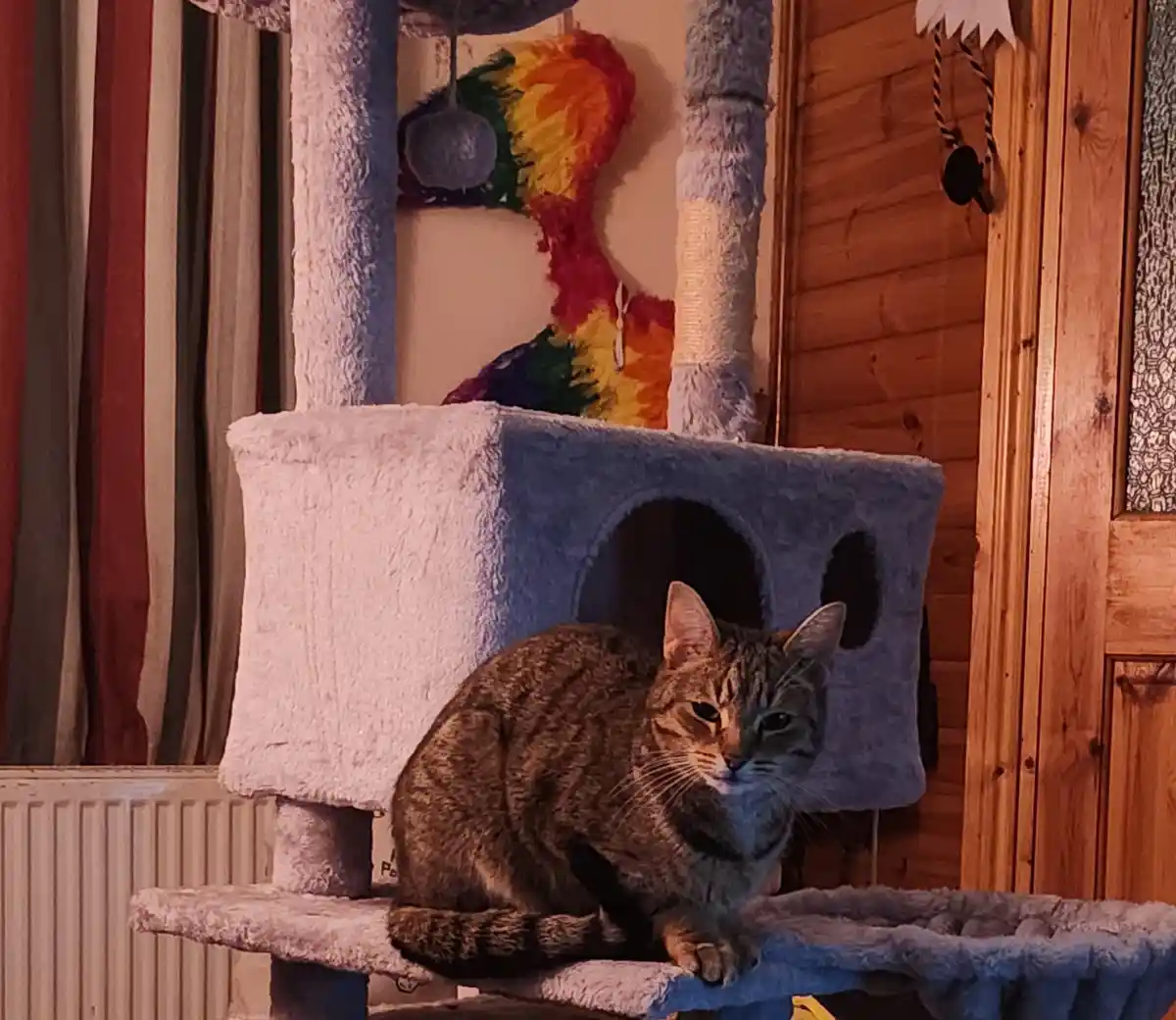 A tabby cat sits calmly on a multi-level grey cat tree, looking directly at the camera with a slightly unimpressed…