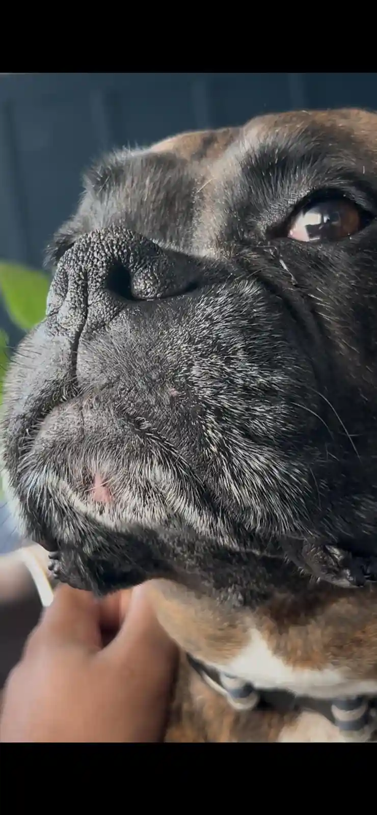 A close-up photo of a brindle and white dog, likely a boxer, looking upward with a slightly sad or pleading expression. A…