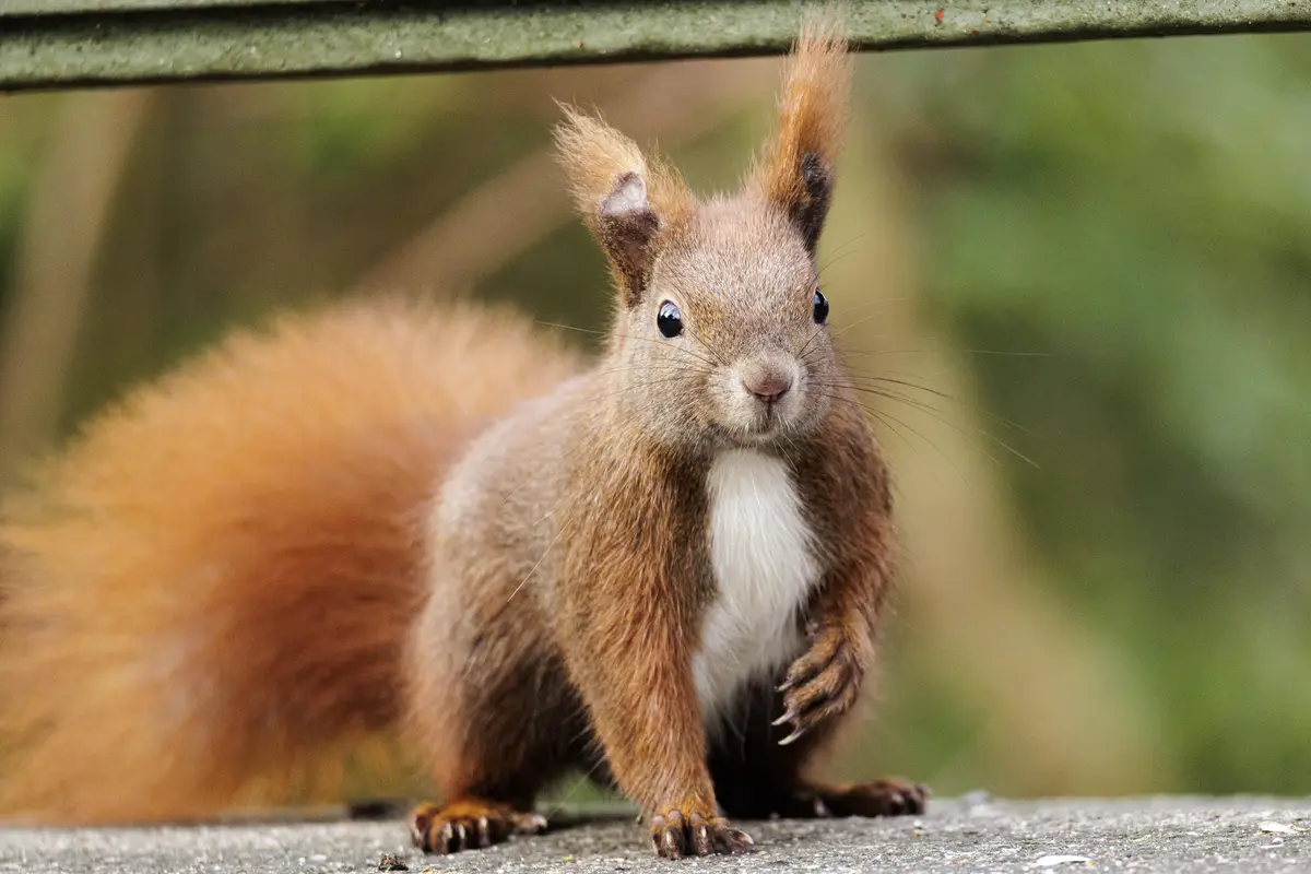 A close-up photo shows a red squirrel with a white chest, standing upright on a concrete surface beneath a green metal bar…