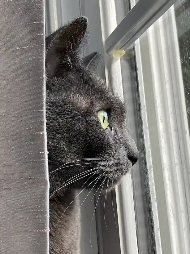 A close-up of a gray cat peeking out from behind a curtain, looking intently out a window with green eyes. The cat's face is…