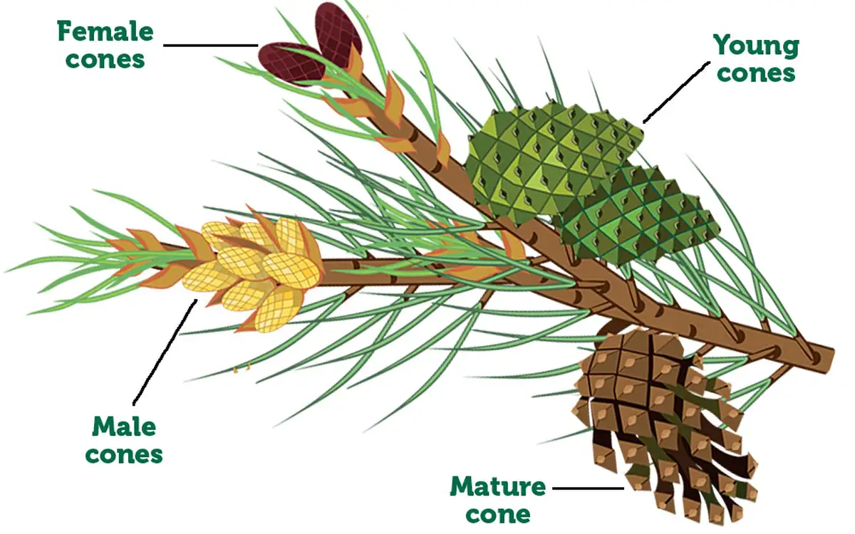 An educational diagram of a pine tree branch showing four types of cones: female cones (reddish-brown), young cones (green…